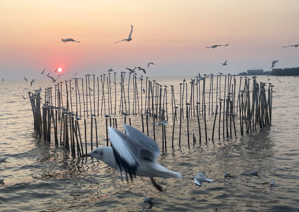 Gulls at sunset over the sea